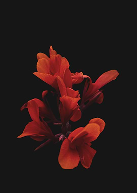 Red Canna Lily on Black Background