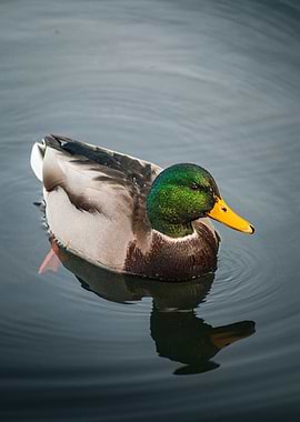 Mallard Duck Swimming in Water