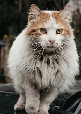 Fluffy White and Orange Cat Portrait