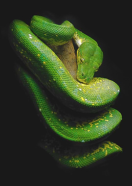 Green Tree Python Portrait