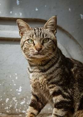 Striped Cat Portrait