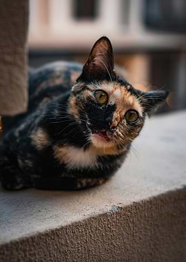 Calico Cat Portrait