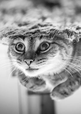 Black and White Cat Portrait on water