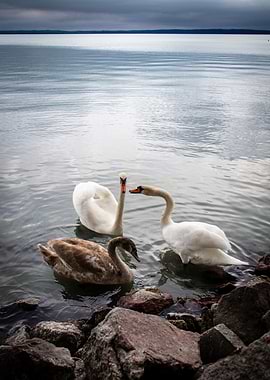 Swans in Water