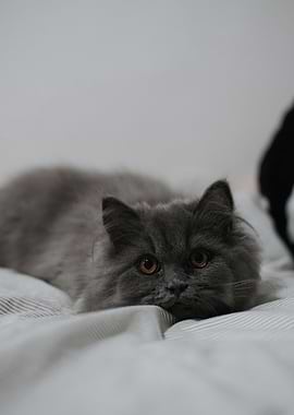 Gray Cat Lying on Striped Bed