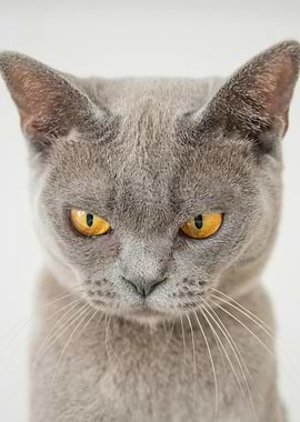 Gray Cat with Intense Yellow Eyes