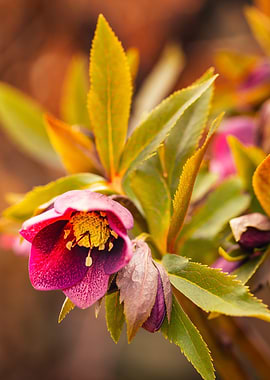 Burgundy Hellebore Flower Close-Up