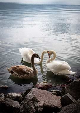 Swans in Water