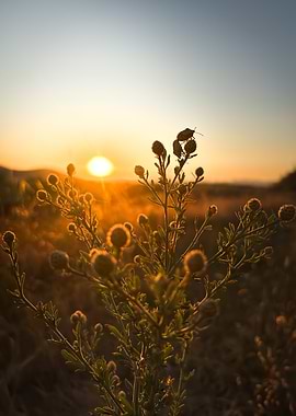 Sunset over field with plant silhouette