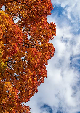 Autumn Tree Against Cloudy Sky