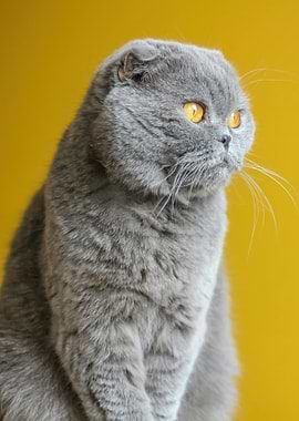 Gray Scottish Fold Cat Portrait