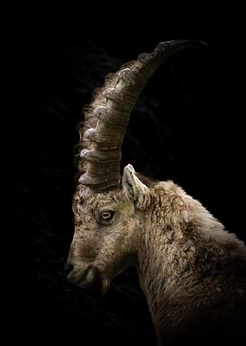 Alpine Ibex Portrait