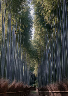 Bamboo Forest Path