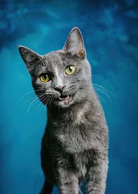 Gray Cat Portrait on Blue Background