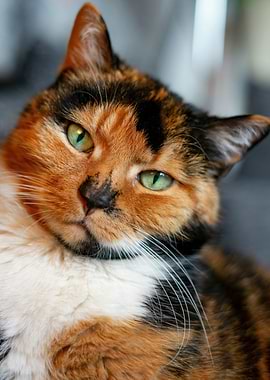 Calico Cat Portrait