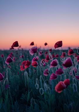 Poppy Field at Sunset