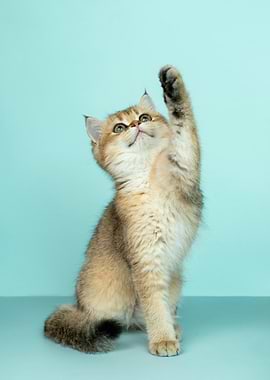 Golden Kitten Reaching Upward