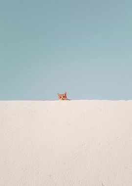 Ginger cat peeking over white wall