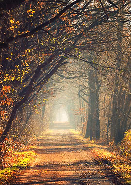 Autumn Path Through Forest, Poland