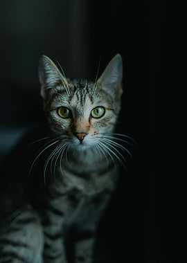 Portrait of a Tabby Cat