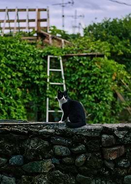 Black and White Cat on Stone Wall