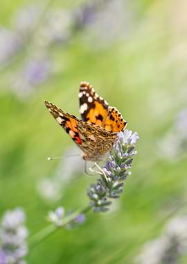 Butterfly on Lavender Flower
