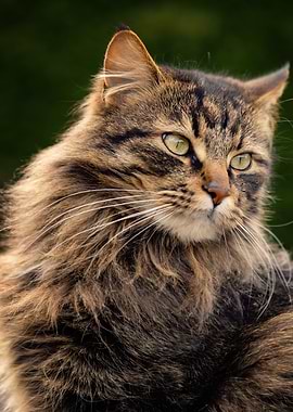 Portrait of a Brown Tabby Cat