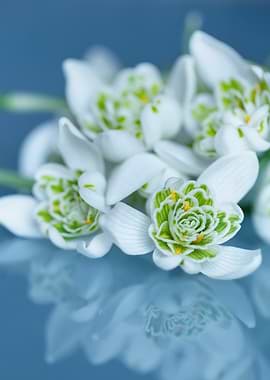 Snowdrop Flowers on Reflective Blue Surface