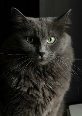 Gray Cat Portrait