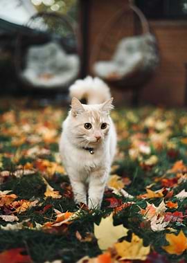 Cat in Autumn Leaves