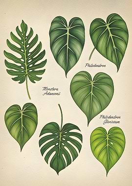 Botanical Illustration of Monstera and Philodendron