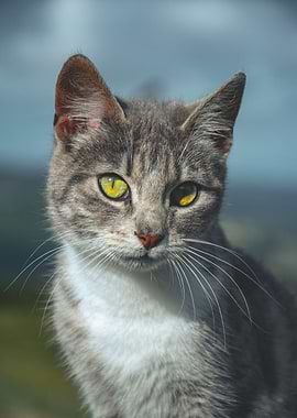 Gray Tabby Cat Portrait