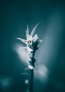 Frozen Plant Close-Up