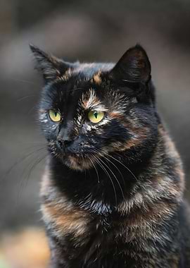 Tortoiseshell Cat Portrait