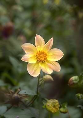 Yellow Dahlia Flower