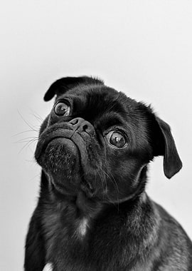 Black and White Pug Portrait