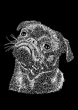 White Pug Dog on Black Background