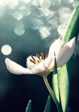 White Tulip with Bokeh Background