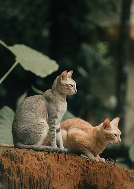 Two Cats on a Ledge