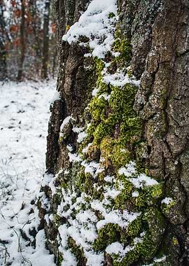 Snowy Mossy Tree Trunk Close-Up