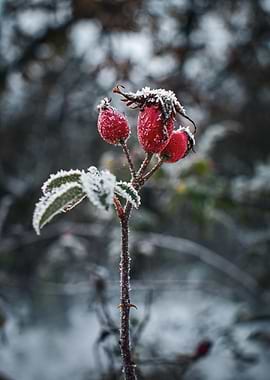 Frosty Rose Hips in Winter