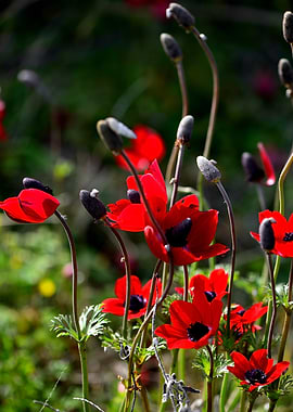 Red Anemones in Sunlight – Vibrant Nature Fine Art Print