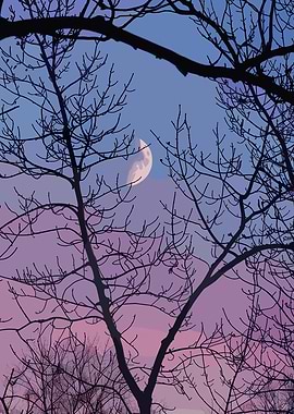 Moon through bare branches at dusk
