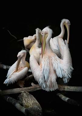 Pelicans perched on a branch