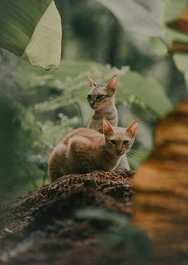Two Cats in a Lush Environment