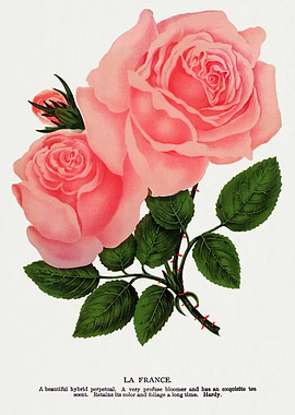 La France Rose Vintage Illustration