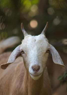 Goat Portrait