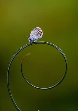 Blue Butterfly on Spiral Stem – Fine Art Minimal Nature