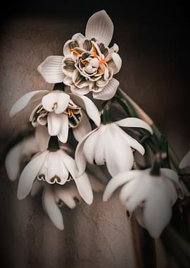 Elegant Snowdrop Flowers Still Life