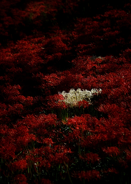 Field of Red Spider Lilies